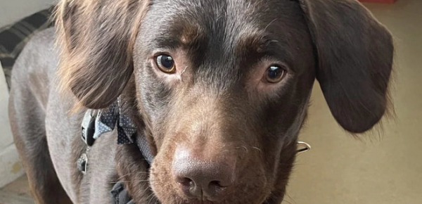 
У Великій Британії врятували собаку, який страждав від алкоголізму – Telegraph 