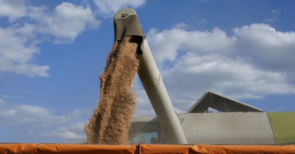 Зерно розбрату: чому Європа «боїться» українського експорту