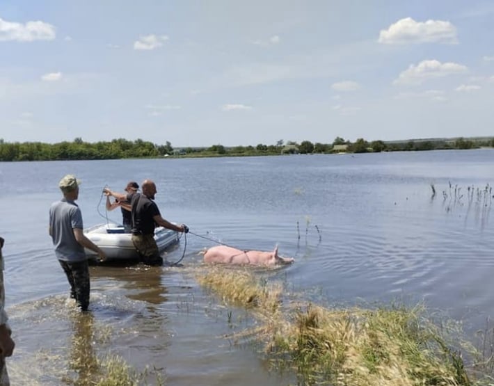 В Запорожской области оккупанты боятся вспышки сибирской язвы