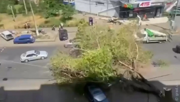 В Одесі дерево впало на проїжджу частину 