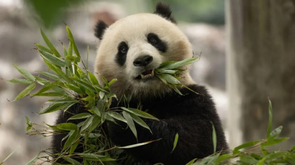 Гигантские панды возвращаются в Смитсоновский зоопарк
