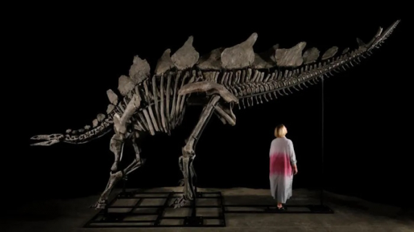 Первый стегозавр на аукционе: от случайной находки до миллионной сделки