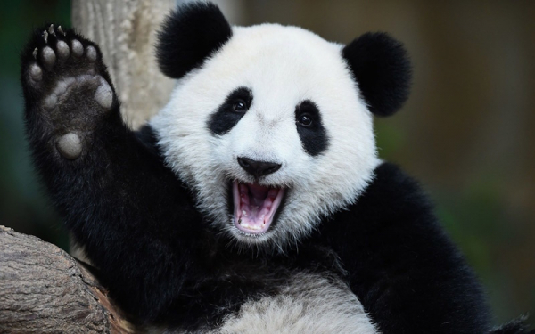Пекин предлагает панд на фоне потепления отношений с Австралией