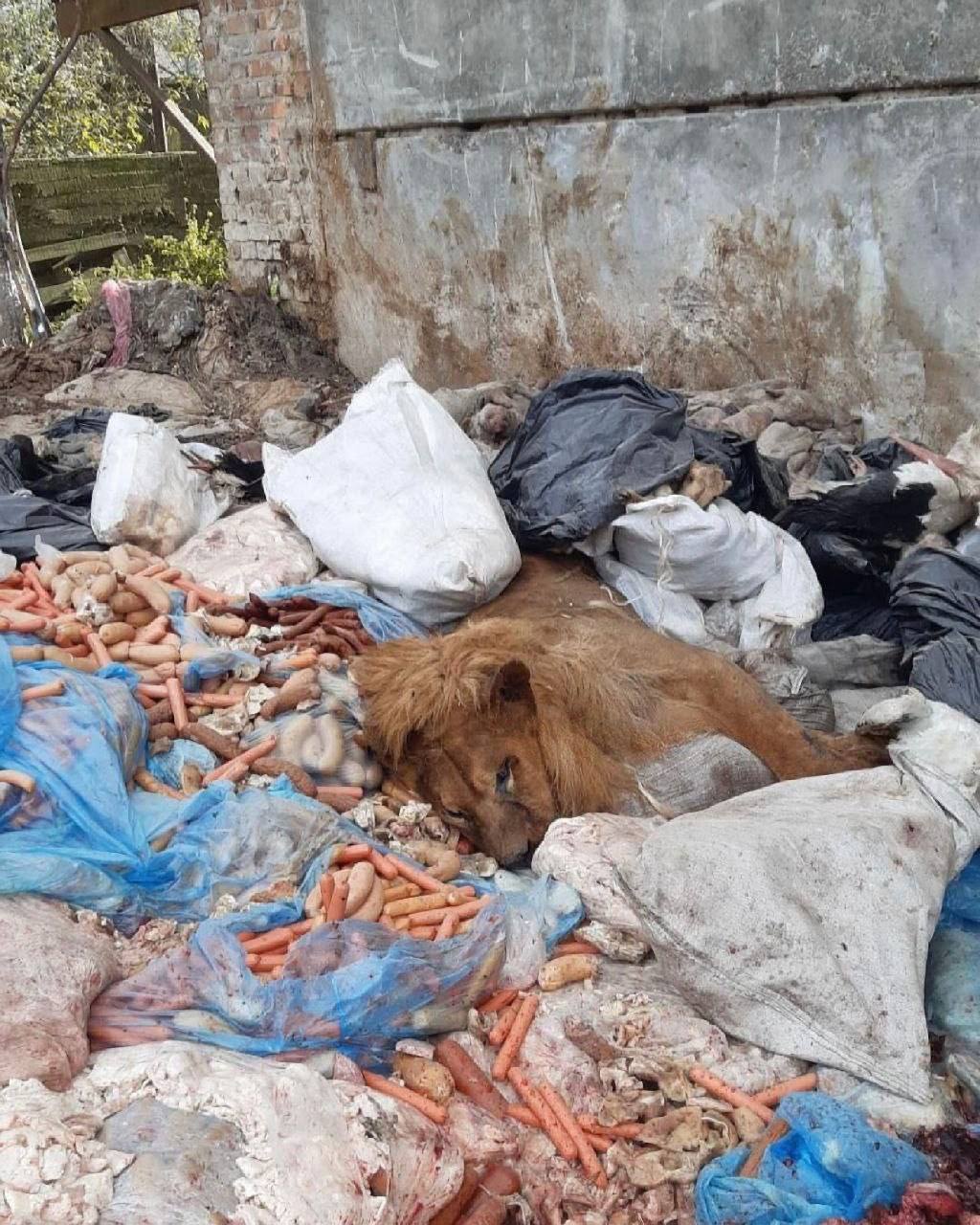 У Рівненській області на території заводу знайшли мертвого лева: що відомо