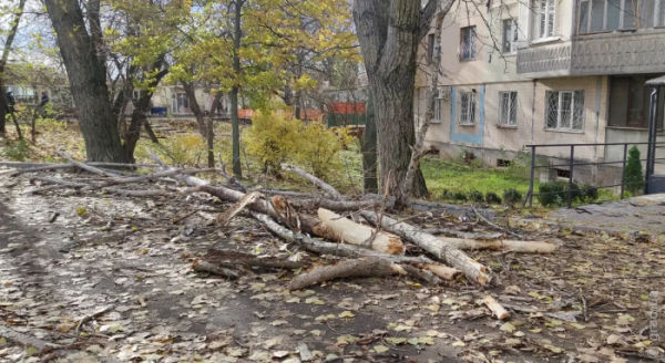 В Одесі дерево впало на перехожого