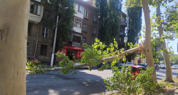 Затор на Середньофонтанській: дерево перегородило дорогу