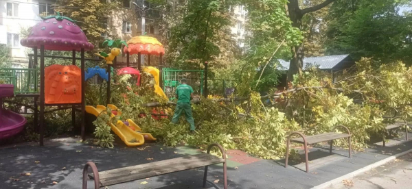 У Одесі негода повалила 11 дерев за вихідні: «Міськзелентрест» прибрав наслідки